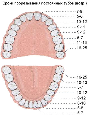сроки прорезывания коренных зубов